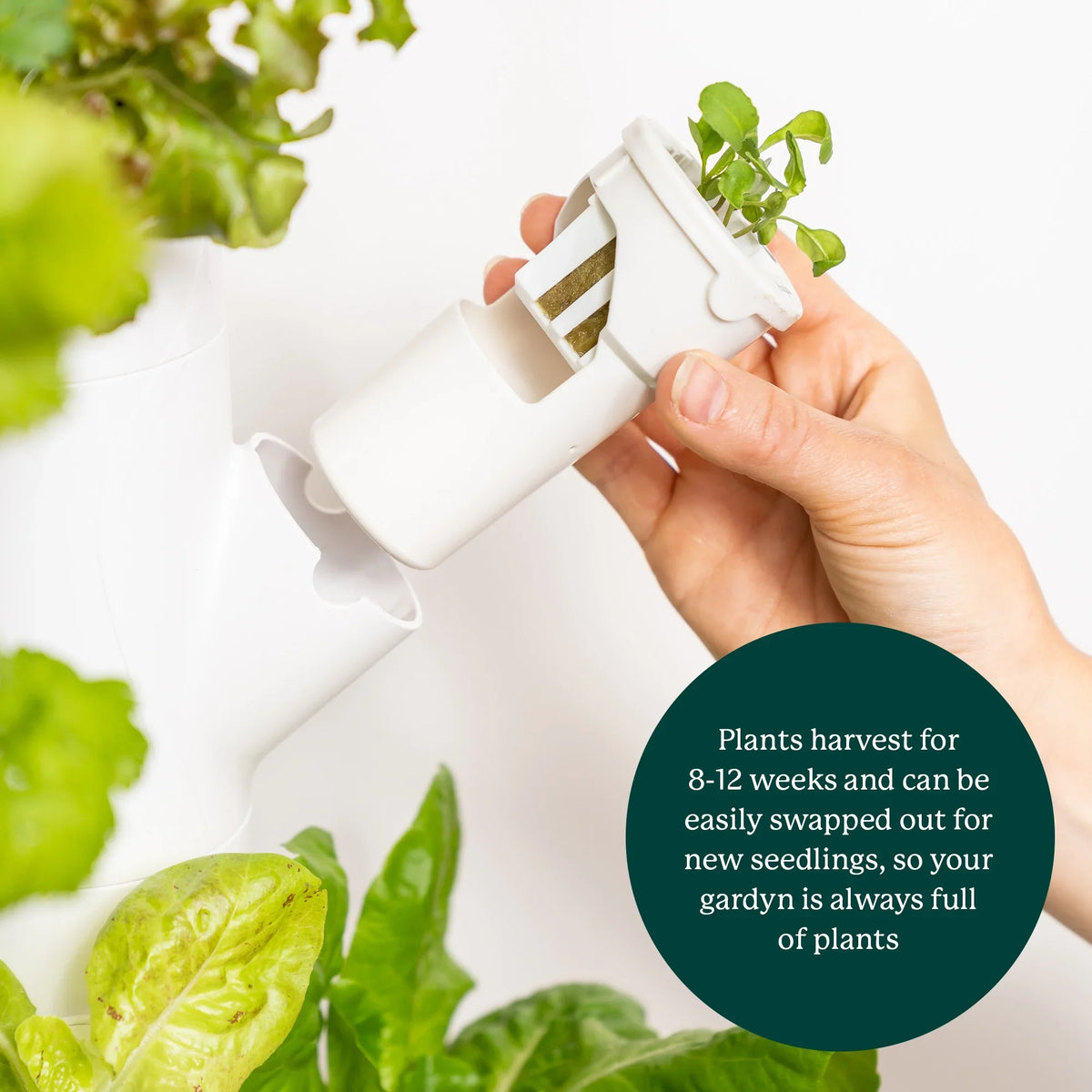 Gardyn 3.0 Hydroponics Growing System & Vertical Garden Planter | Indoor Smart Garden| Includes 30 Non-GMO Indoor Plants, Herbs & Vegetables & LED Grow Lights for Your Home Indoor Gardening System